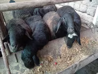 公羊, Rhon sheep — 照片 6