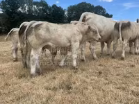 Bull, Charolais cattle — photo 5