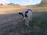 Cow, Holstein breed — photo 4