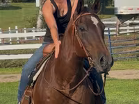 Yegua, Quarter Horse — foto 3