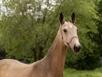 Kobyła, Akhal-Teke — zdjęcie 4