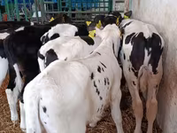 Bull, Holstein breed — photo 7