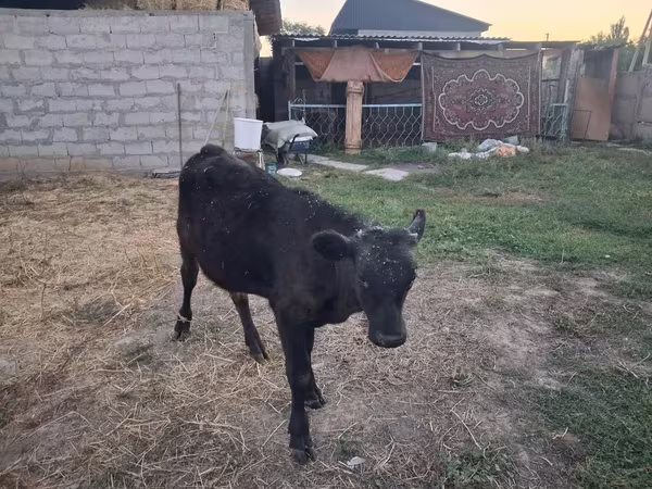 Bull, Alatau breed