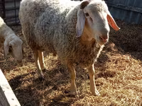 公羊, Assaf sheep — 照片 1