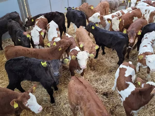 Bull, Cattle