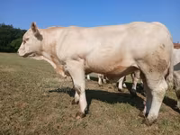Bull, Charolais cattle — photo 2