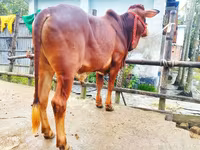 公牛, Cattle — 照片 5