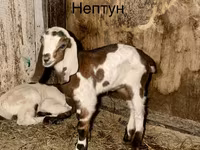 تيس, Kamori goats — الصورة 1