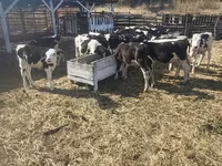 Cow, Cattle — photo 5