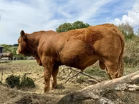 Bulle, Limousin-Kuh — Foto 4