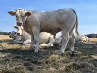 Bull, Cast cow — photo 7