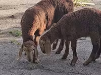 公羊, Arashan sheep — 照片 3