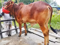 母牛, Cattle — 照片 1