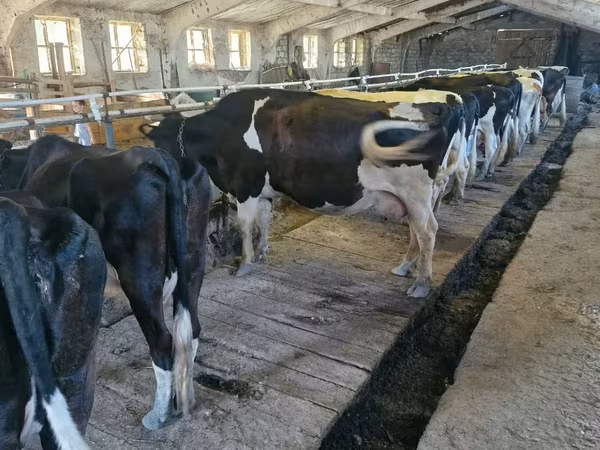 Cow, Holstein breed