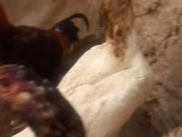 Chickens — zdjęcie 6