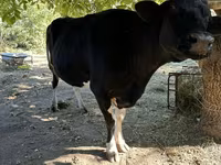 Kuh, Holstein-Rasse — Foto 5