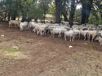 نعجة, Baerchuke sheep — الصورة 4