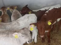 ثور, Simmental cattle — الصورة 4