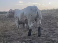 Bull, Charolais cattle — photo 8