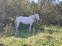 母马, Horse breed — 照片 7