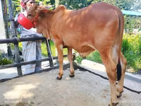 公牛, Cattle — 照片 5
