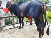 母牛, Cattle — 照片 2