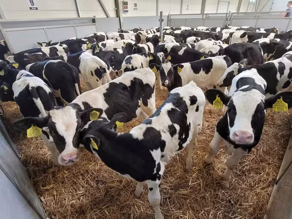 Bull, Holstein breed
