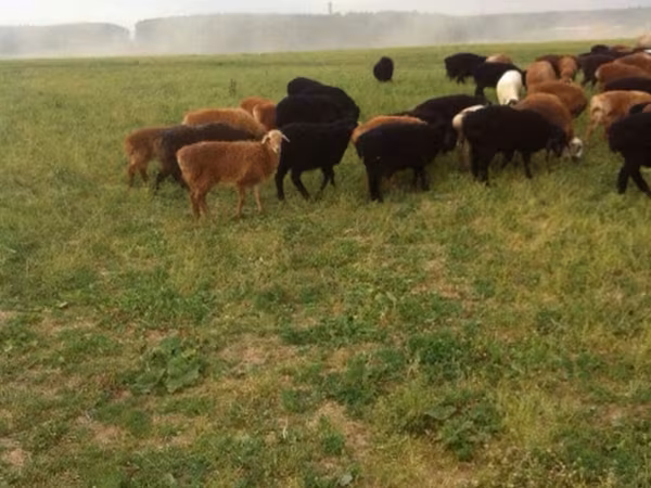 Sheep, Sheep