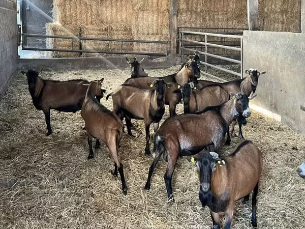 عنزة, Alpine goat — المملكة المتحدة