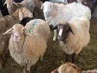 母羊, Sheep — 照片 6