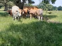 公牛, Partenaise cattle — 照片 2