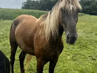 Horse (M), Rocky Mountain Horse — photo 3