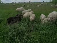 公羊, Merino sheep — 照片 2