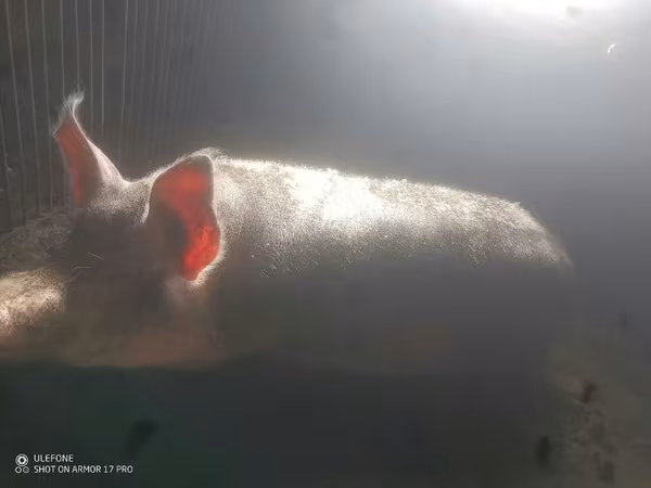 公猪, Pigs