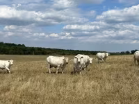 Vaca, Charolais cattle — foto 3