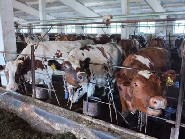 Cow, Ayrshire
