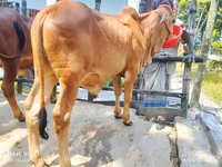公牛, Cattle — 照片 2
