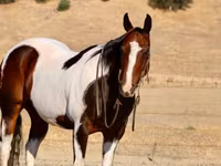 Koń, National Show Horse — zdjęcie 7