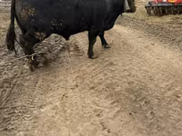 Bull, Aberdeen-Angus — photo 3