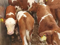 Bull, Cattle — photo 4