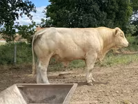 Bull, Charolais cattle — photo 2