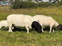 公羊, Dorper sheep — 照片 3