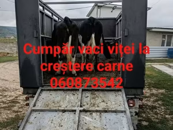 Toro, Ganado vacuno
