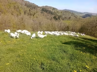 Goat, Saanen goat — photo 1