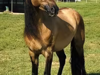 Mare, Rocky Mountain Horse — photo 2