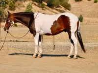 Koń, National Show Horse — zdjęcie 8