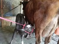 Krowa, Red Estonian cattle — zdjęcie 3