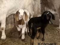 تيس, Kamori goats — الصورة 4