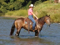 घोड़ा, Quarter Horse — फ़ोटो 7