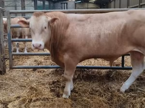 Bull, Cattle